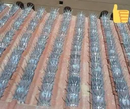 شركة تركيب طارد الحمام بجدة