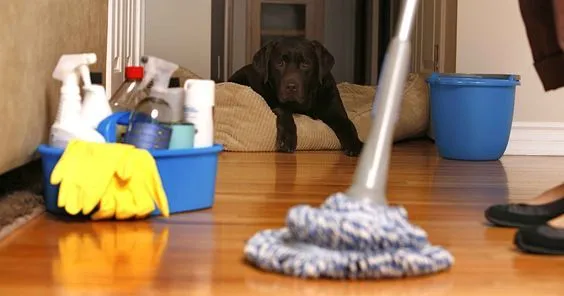 شركة تنظيف فلل بجدة عمالة فلبينية