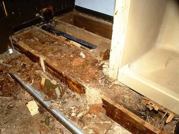 شركة مكافحة النمل الابيض بجدة